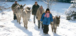Eselwanderung im Winter